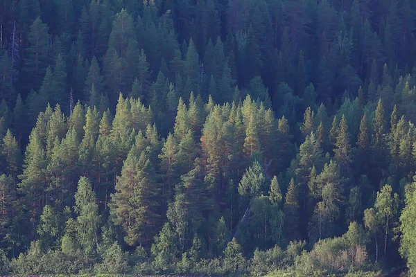 Vista Aérea Floresta Coníferas Taiga Rússia — Fotografia de Stock