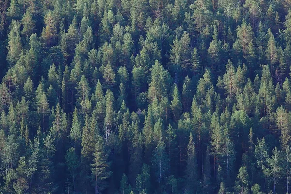 ロシアの針葉樹林の空撮 — ストック写真