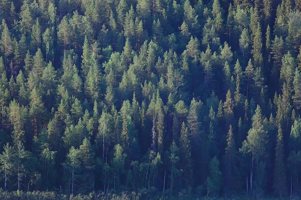 Vue Aérienne Forêt Conifères Dans Taïga Russie — Photo