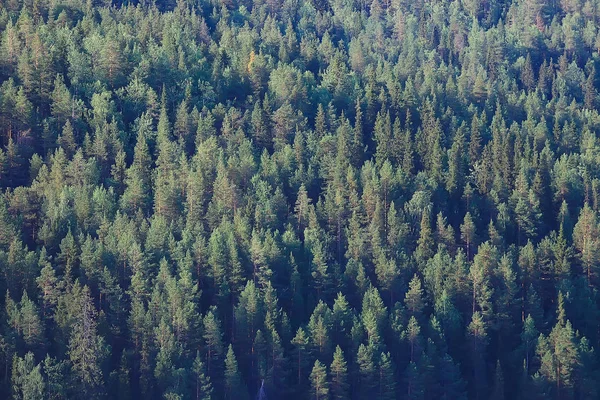 Vue Aérienne Forêt Conifères Dans Taïga Russie — Photo