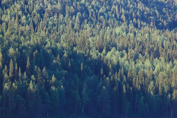 Αεροφωτογραφία Του Δάσος Κωνοφόρων Τάιγκα Ρωσία — Φωτογραφία Αρχείου