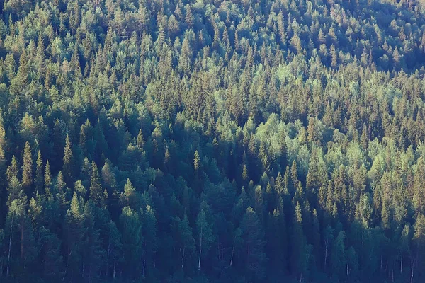 Vista Aérea Floresta Coníferas Taiga Rússia — Fotografia de Stock