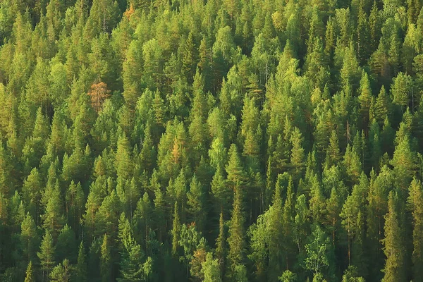 ロシアの針葉樹林の空撮 — ストック写真