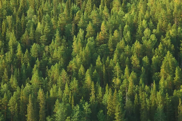 Vista Aérea Floresta Coníferas Taiga Rússia — Fotografia de Stock