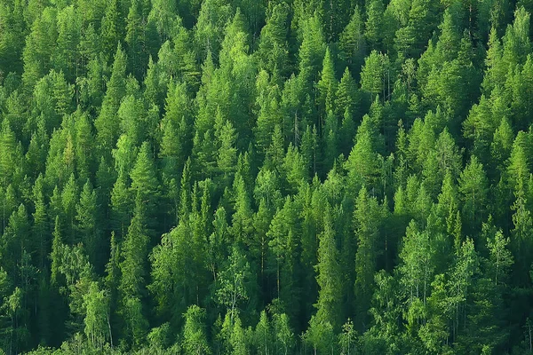 Vista Aerea Della Foresta Conifere Taiga Russia — Foto Stock