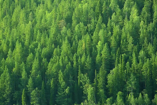 Vista Aérea Floresta Coníferas Taiga Rússia — Fotografia de Stock