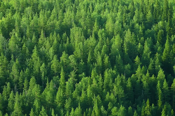 aerial view of coniferous forest in Taiga, Russia
