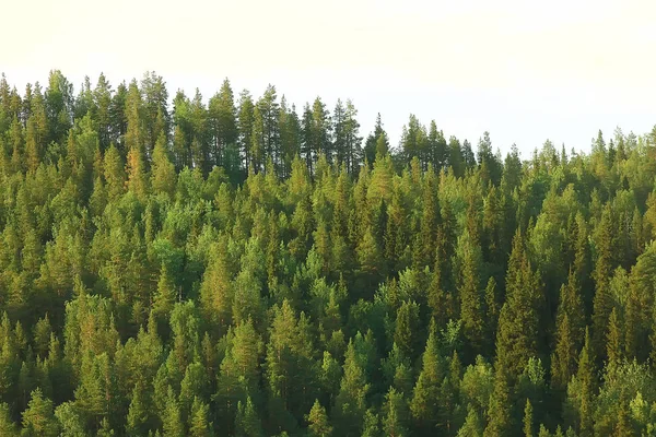 aerial view of coniferous forest in Taiga, Russia