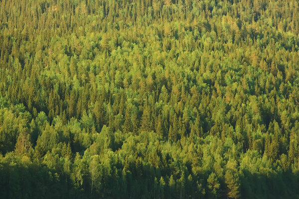 aerial view of coniferous forest in Taiga, Russia