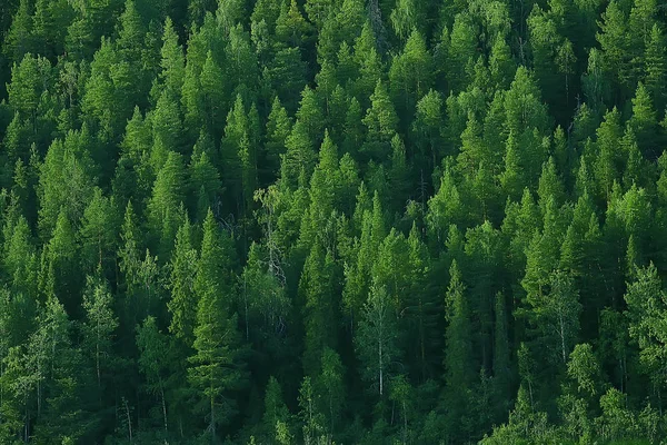 Vista Aerea Della Foresta Conifere Taiga Russia — Foto Stock