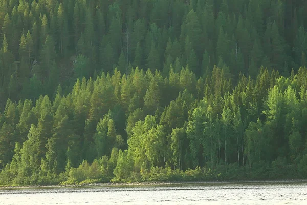 Воздушный Вид Хвойных Лесов Тайге Россия — стоковое фото