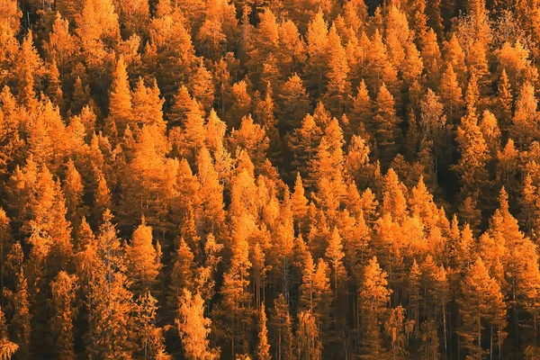 Bela Paisagem Floresta Outono Floresta Amarela Árvores Folhas Outubro Paisagem — Fotografia de Stock