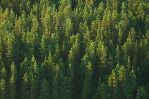 Vista Aérea Floresta Coníferas Taiga Rússia — Fotografia de Stock