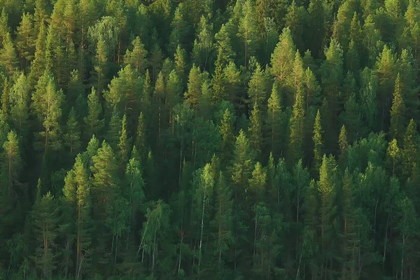 Vista Aérea Floresta Coníferas Taiga Rússia — Fotografia de Stock