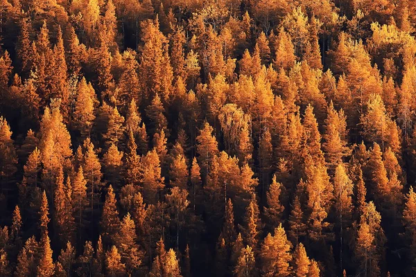 美丽的秋天森林风景 黄色森林 树和叶子10月风景在公园里 — 图库照片