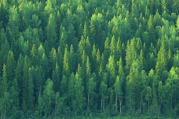 Vista Aerea Della Foresta Conifere Taiga Russia — Foto Stock