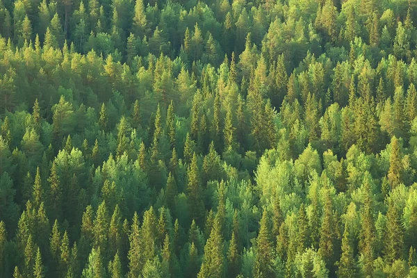 Aerial View Coniferous Forest Taiga Russia — Stock Photo, Image