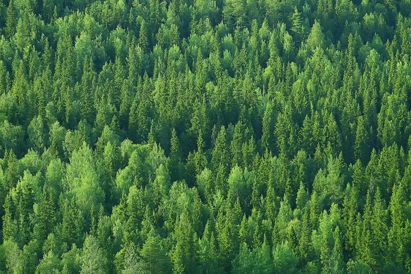 Vista Aérea Floresta Coníferas Taiga Rússia — Fotografia de Stock