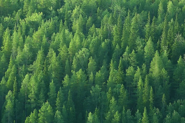 Luftaufnahme Des Nadelwaldes Der Taiga Russland — Stockfoto