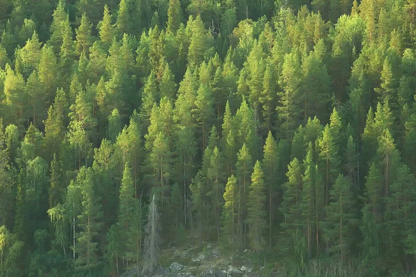 Vista Aérea Floresta Coníferas Taiga Rússia — Fotografia de Stock