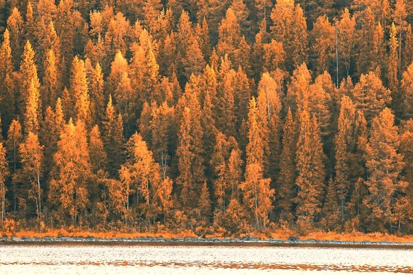 Όμορφο Φθινοπωρινό Τοπίο Του Δάσους Κίτρινο Τοπίο Από Δάση Δέντρα — Φωτογραφία Αρχείου