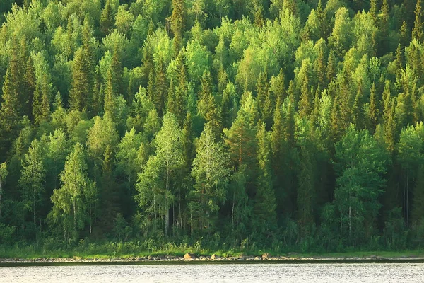 Tayga Rusya Iğne Yapraklı Orman Havadan Görünümü — Stok fotoğraf