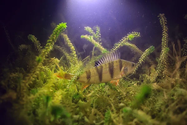 Flussbarsch Unter Wasser Foto Unterwasserlandschaft Süßwasser Ökosystem Mit Fischbarsch — Stockfoto