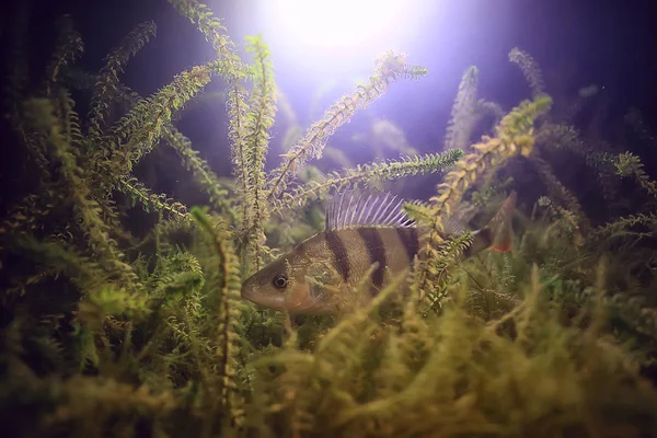 川スズキ水中写真水中風景 魚と淡水生態系のとまり木 — ストック写真