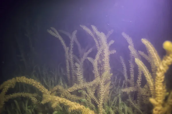 Υποβρύχιο Τοπίο Λίμνη Διαφανή Φρέσκα Θαλάσσια Οικοσυστήματος Ασυνήθιστο Τοπίο Κάτω — Φωτογραφία Αρχείου