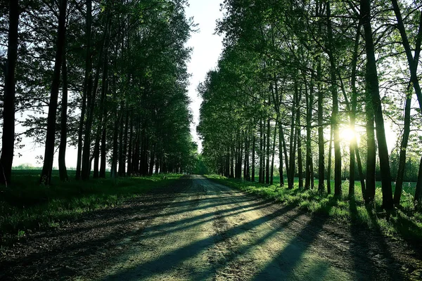 Zomer Rurale Landschap Groene Bomen Groeien Langs Alley — Stockfoto