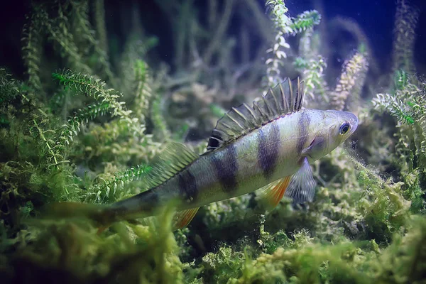 River Perch Underwater Photo Underwater Landscape Freshwater Ecosystem Fish Perch — Stock Photo, Image