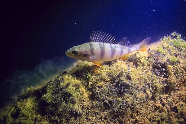 River Perch Underwater Photo Underwater Landscape Freshwater Ecosystem Fish Perch — Stock Photo, Image