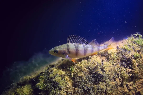 Floden Abborre Undervattensfoto Undervattenslandskap Sötvatten Ekosystem Med Fisk Abborre — Stockfoto