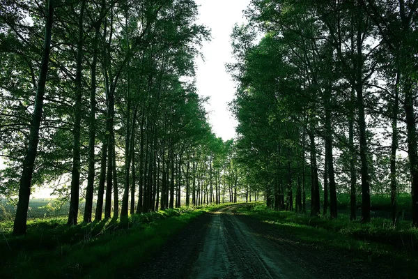 Lato Krajobrazu Wiejskiego Zielonych Drzew Rosnących Wzdłuż Alei — Zdjęcie stockowe