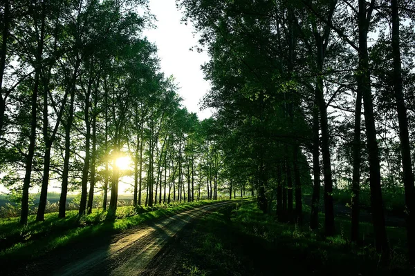 Летний Сельский Пейзаж Зеленые Деревья Растут Вдоль Аллеи — стоковое фото