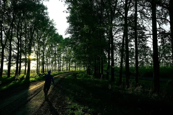 Verão Paisagem Rural Árvores Verdes Crescendo Longo Beco — Fotografia de Stock