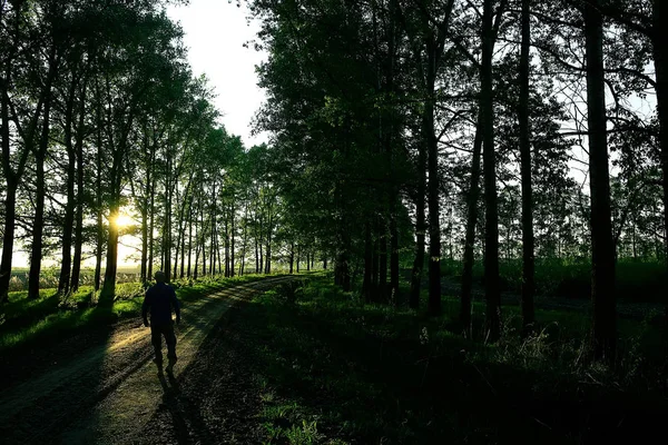 Verão Paisagem Rural Árvores Verdes Crescendo Longo Beco — Fotografia de Stock