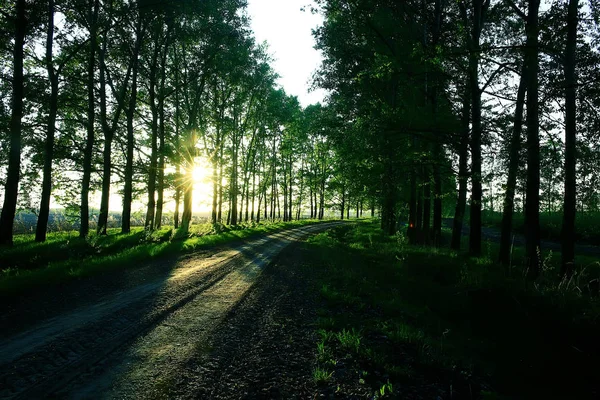 Lato Krajobrazu Wiejskiego Zielonych Drzew Rosnących Wzdłuż Alei — Zdjęcie stockowe