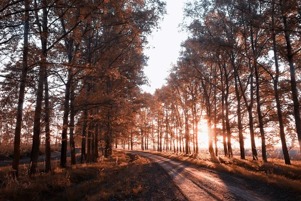 Jesień Parku Widok Drzewa Krajobraz Miejski Sezonowe Żółty — Zdjęcie stockowe