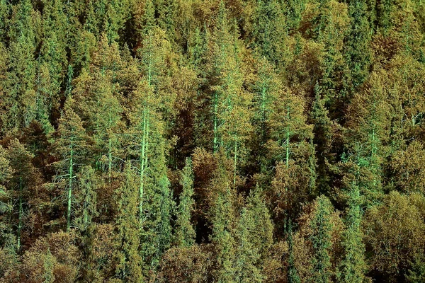 Aerial view of coniferous forest in Taiga, Russia — Stock Image Aerial View Coniferous Forest Taiga Russia Stock Photo