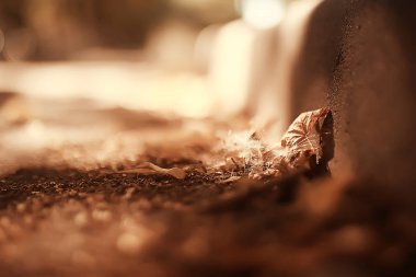 sonbahar manzara / sarı sonbahar Park, parlak turuncu orman ağaçları