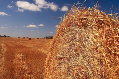 alan sonbahar manzara biçme