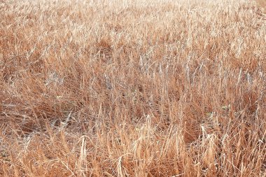 alan sonbahar manzara biçme