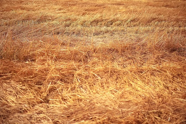 Mowing Field Autumn Landscape — Stock Photo, Image