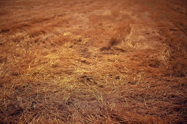 Campo Falciatura Paesaggio Autunnale — Foto Stock