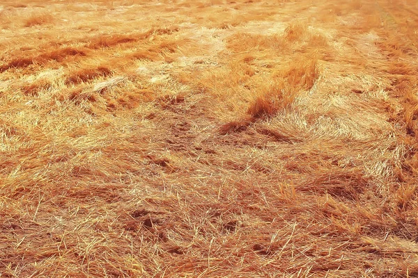 Mowing Field Autumn Landscape — Stock Photo, Image