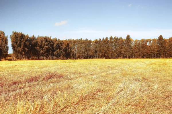 Avena Campo Rural Antecedentes Agrícolas — Foto de Stock