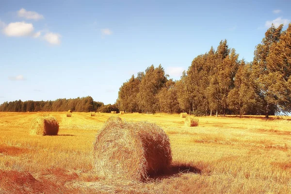 Kaszálás Mező Őszi Táj — Stock Fotó