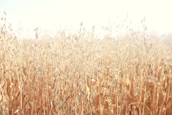 Avena Campo Rurale Sfondo Agricolo — Foto Stock