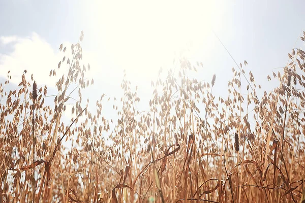 Avena Campo Rurale Sfondo Agricolo — Foto Stock